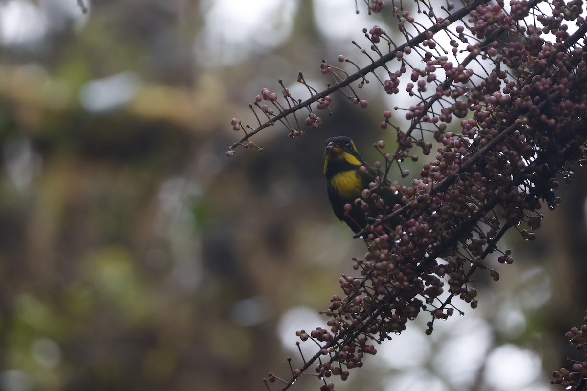 Gold-ringed Tanager - ML621597654
