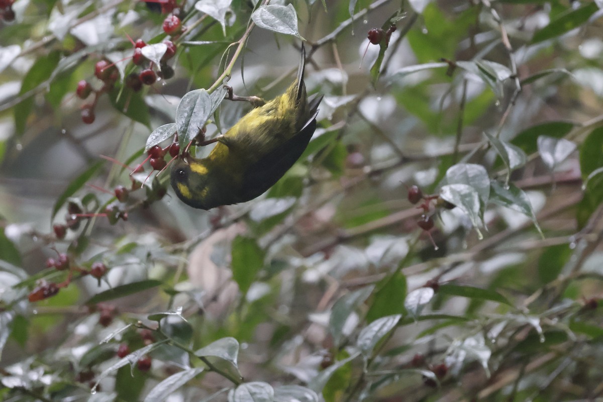 Gold-ringed Tanager - ML621597655