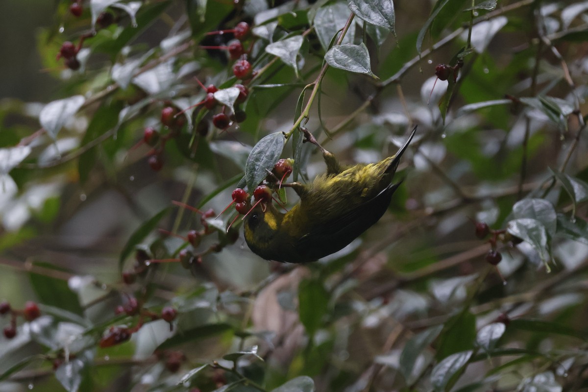 Gold-ringed Tanager - ML621597656