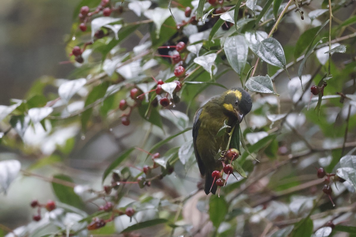Gold-ringed Tanager - ML621597658