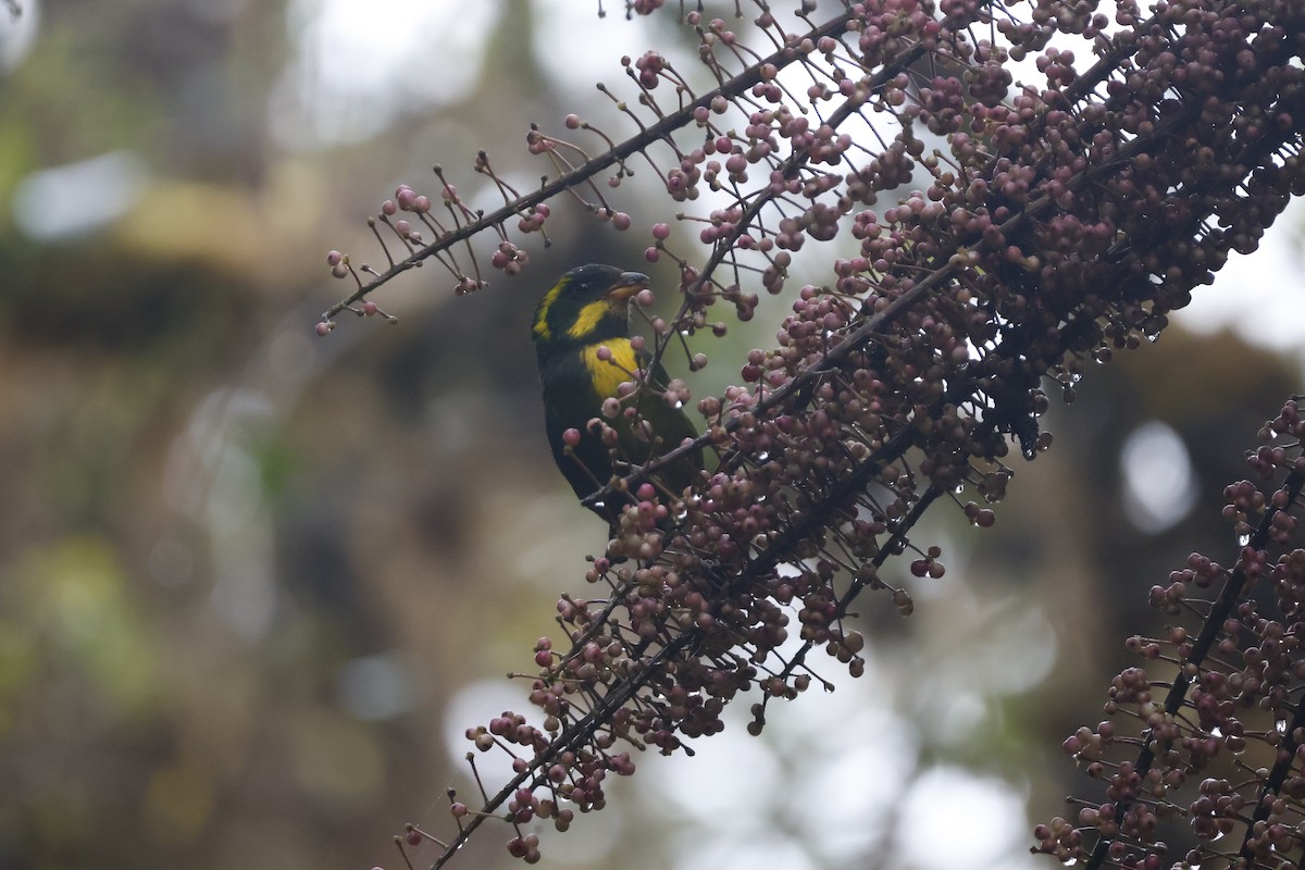 Gold-ringed Tanager - ML621597659