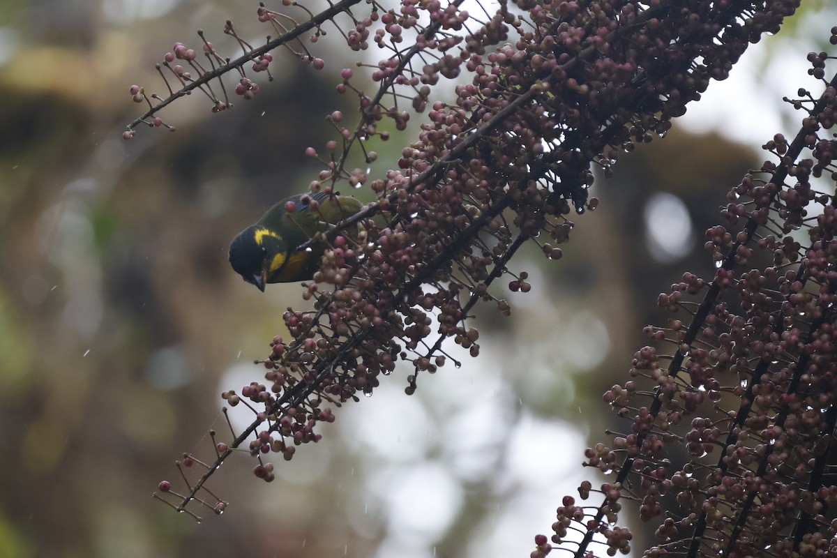 Gold-ringed Tanager - ML621597662