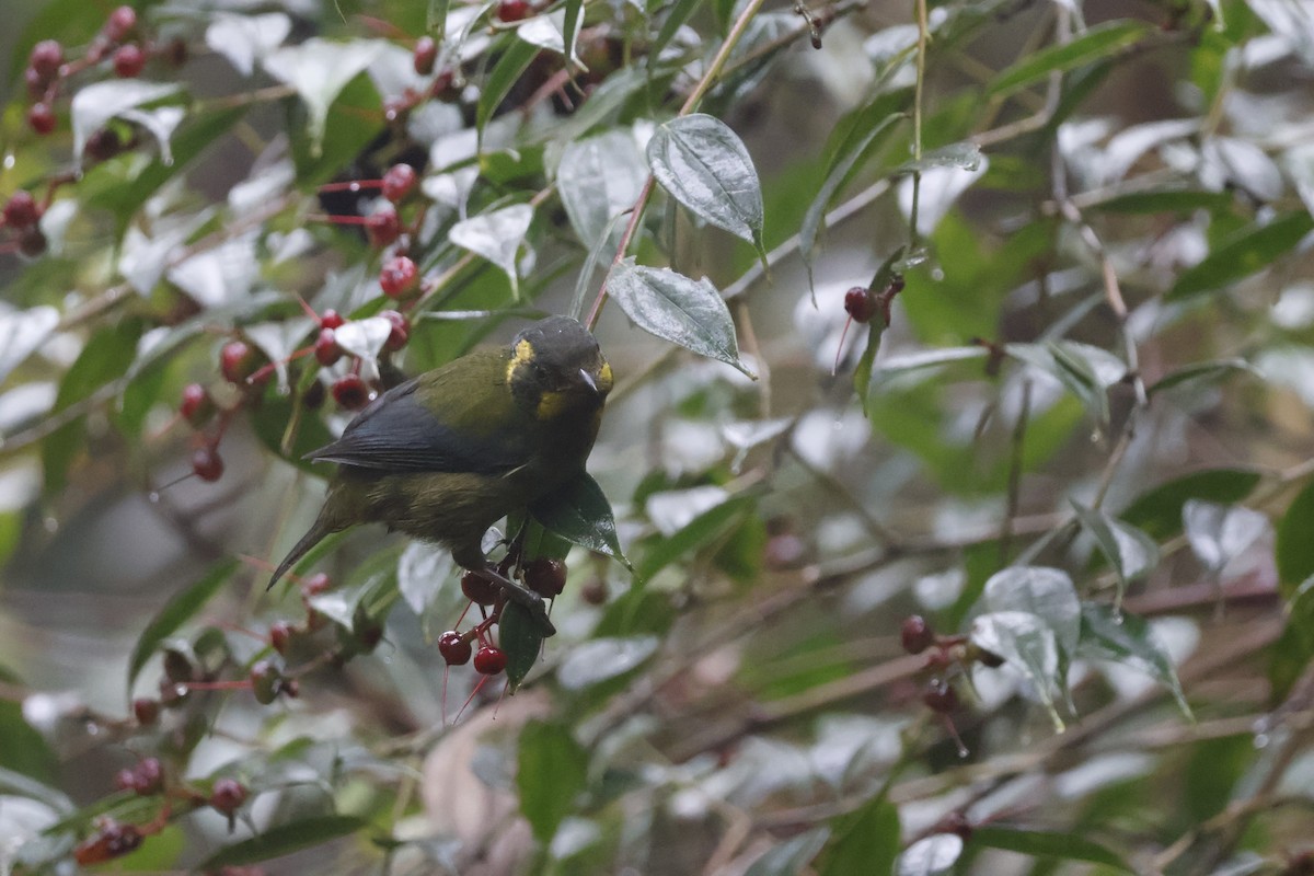 Gold-ringed Tanager - ML621597663