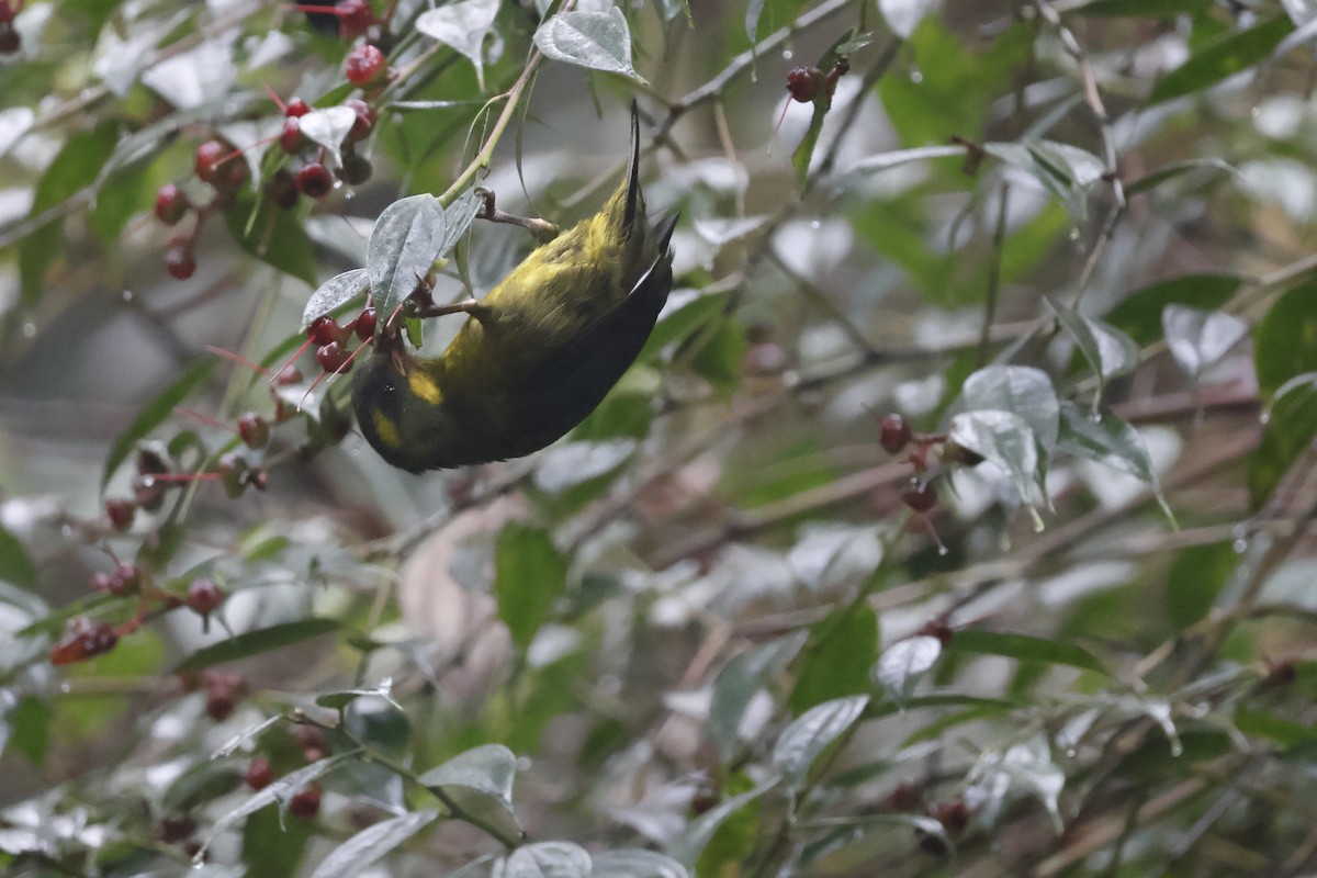 Gold-ringed Tanager - ML621597670