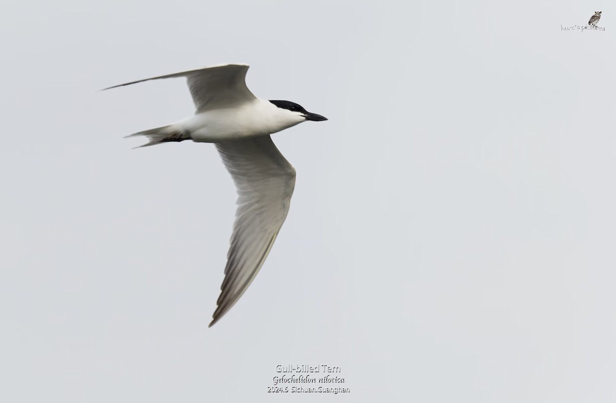 Lachseeschwalbe - ML621597746