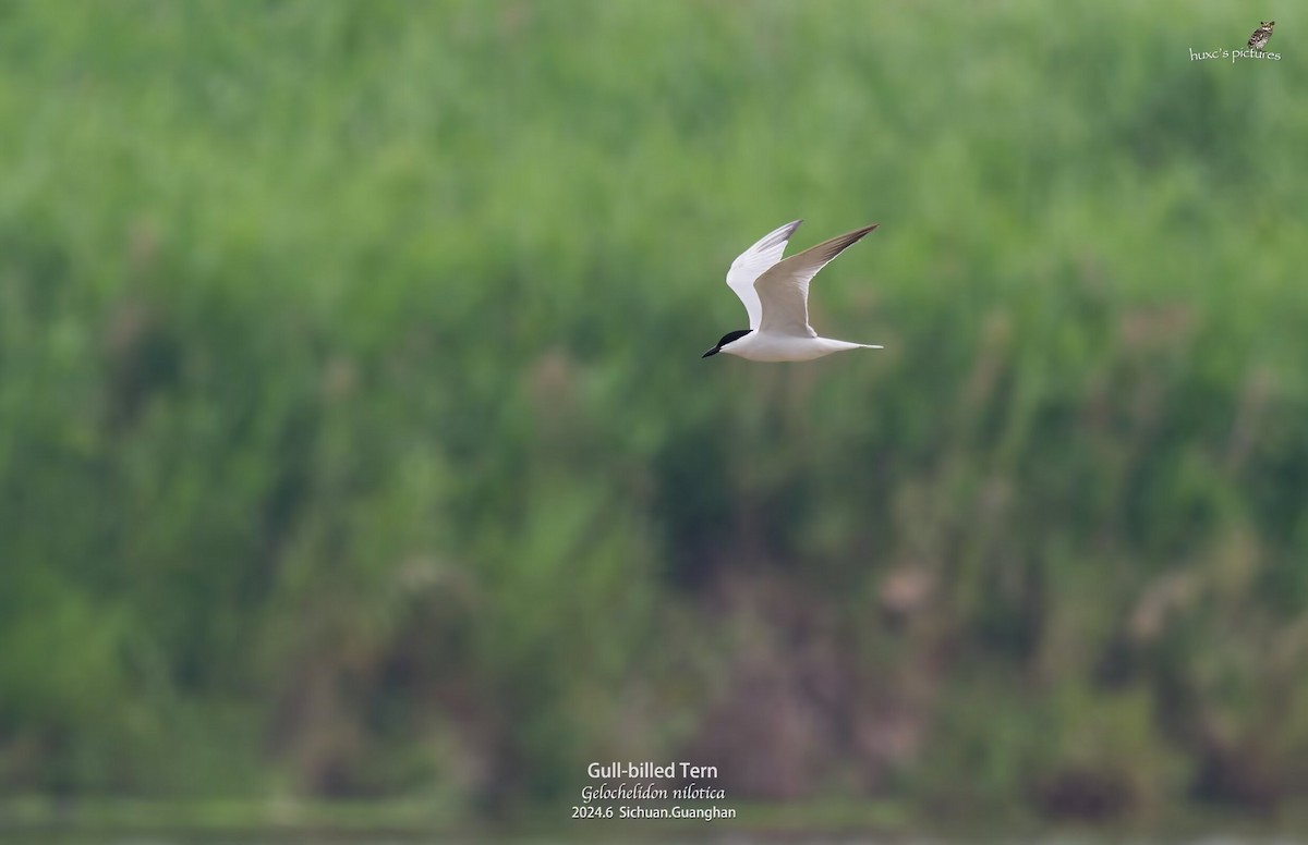 Gull-billed Tern - ML621597747