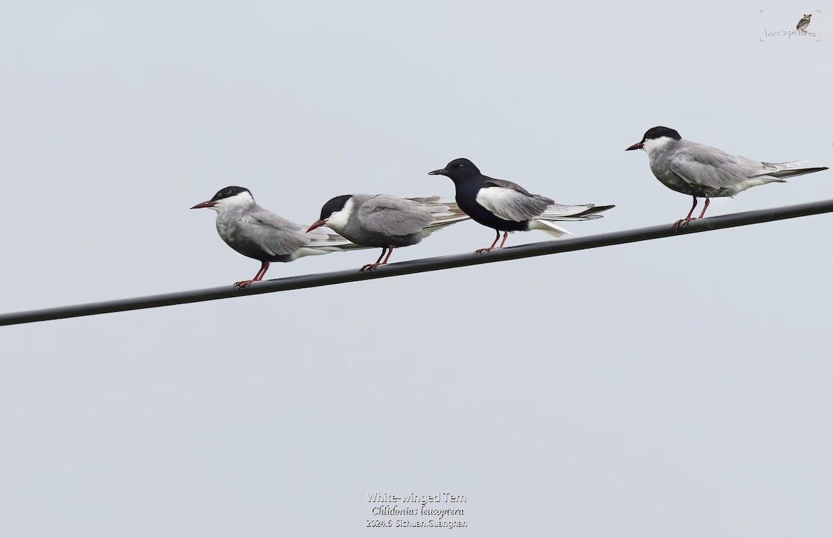 White-winged Tern - ML621597748