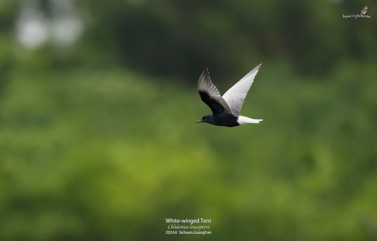 White-winged Tern - ML621597749