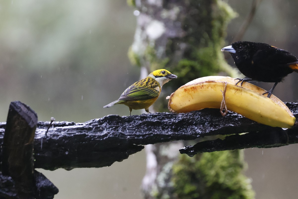 Silver-throated Tanager - ML621597770
