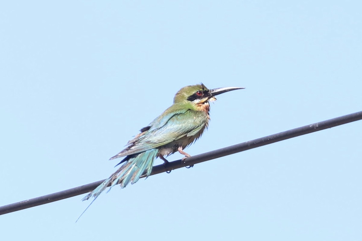 Blue-tailed Bee-eater - ML621597782