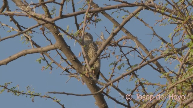 Little Gray Woodpecker - ML621598011