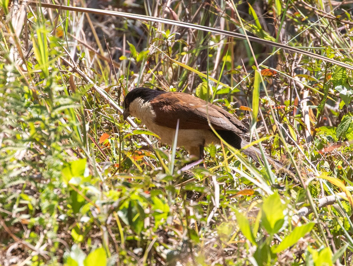 Coppery-tailed Coucal - ML621598118