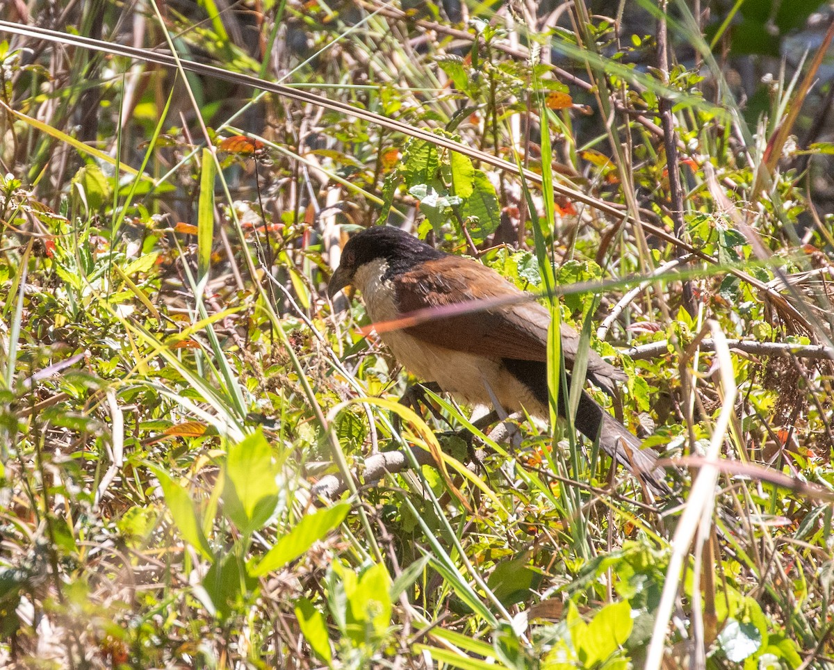 Coppery-tailed Coucal - ML621598121