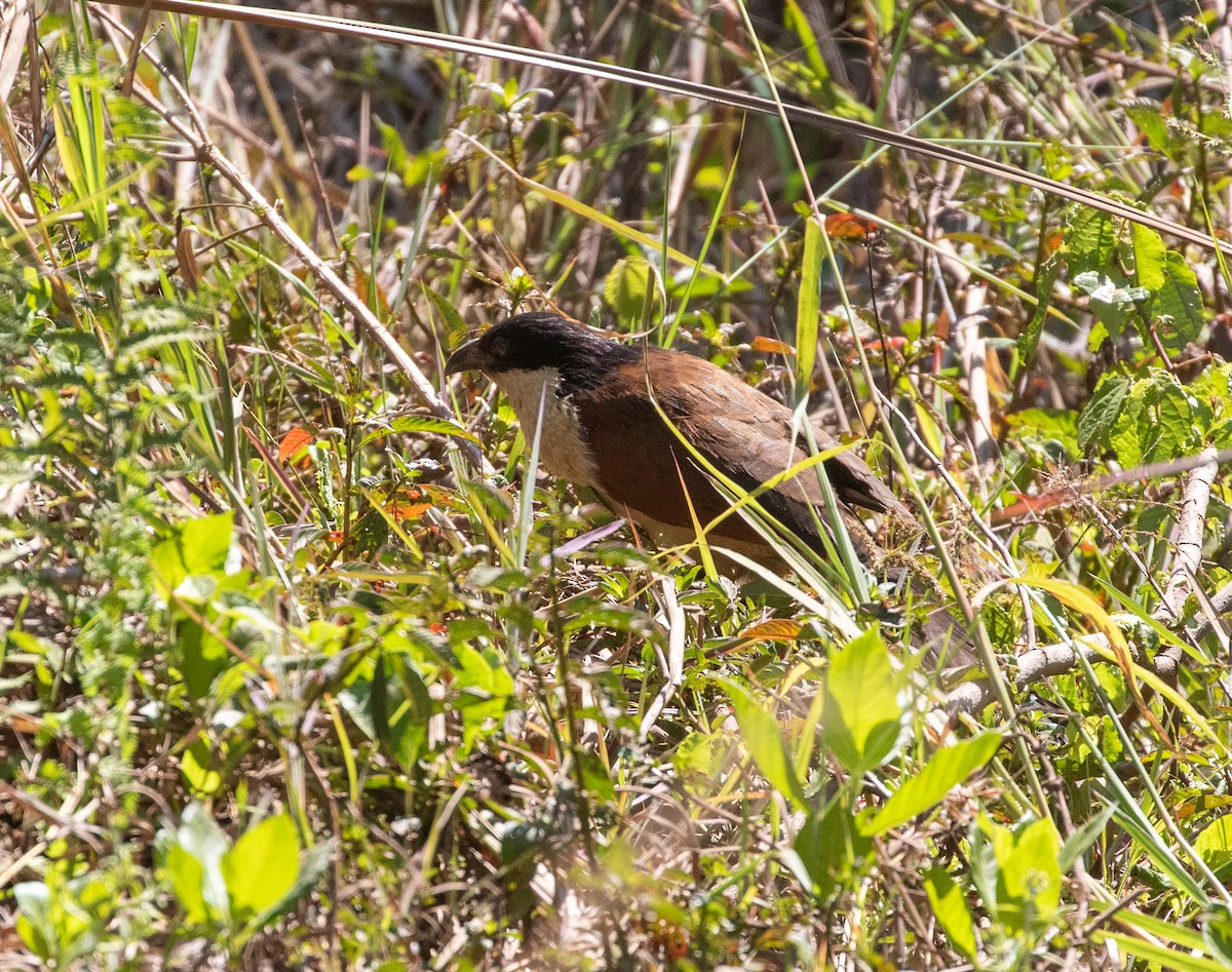 Coppery-tailed Coucal - ML621598125