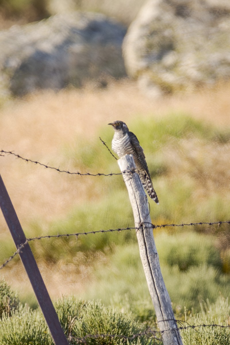 Common Cuckoo - ML621598131