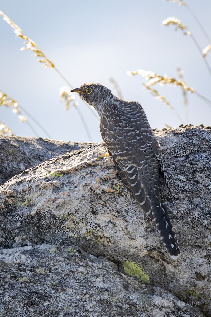 Common Cuckoo - ML621598133