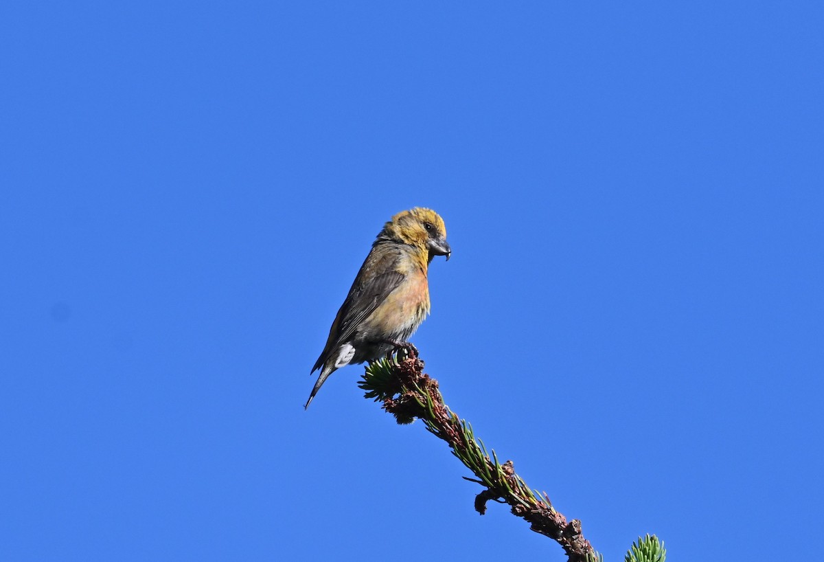 crossbill sp. - ML621598176