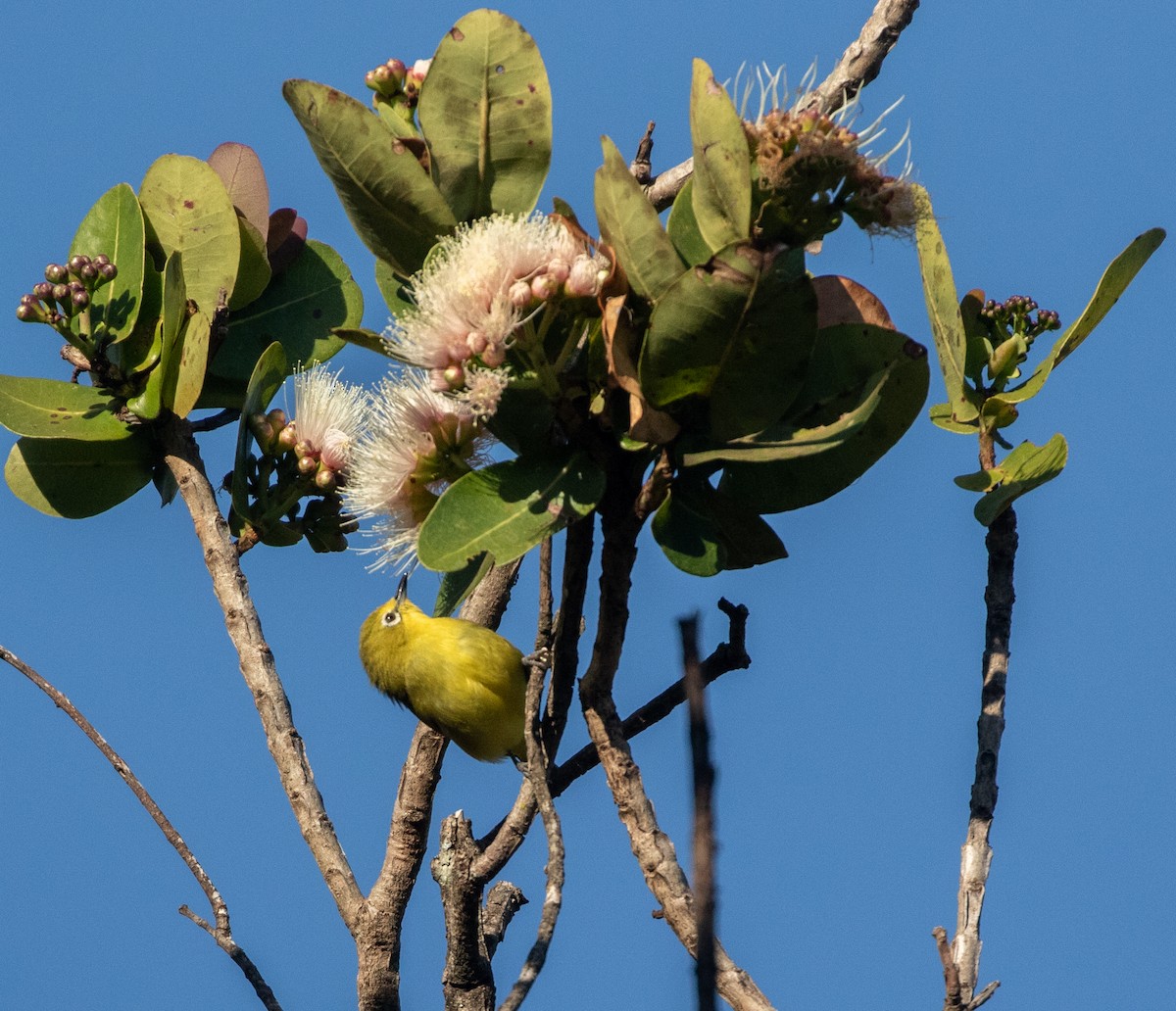 Northern Yellow White-eye - ML621598178