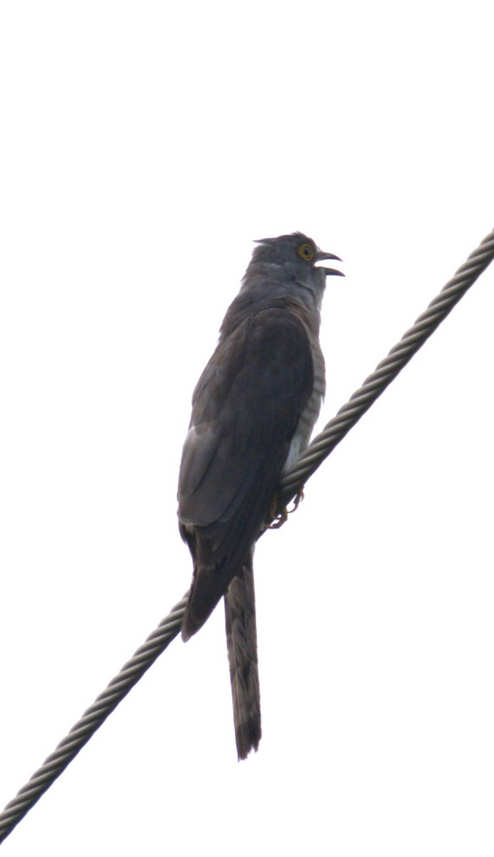 Common Hawk-Cuckoo - ML621598190