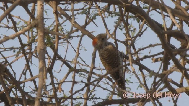Little Gray Woodpecker - ML621598196