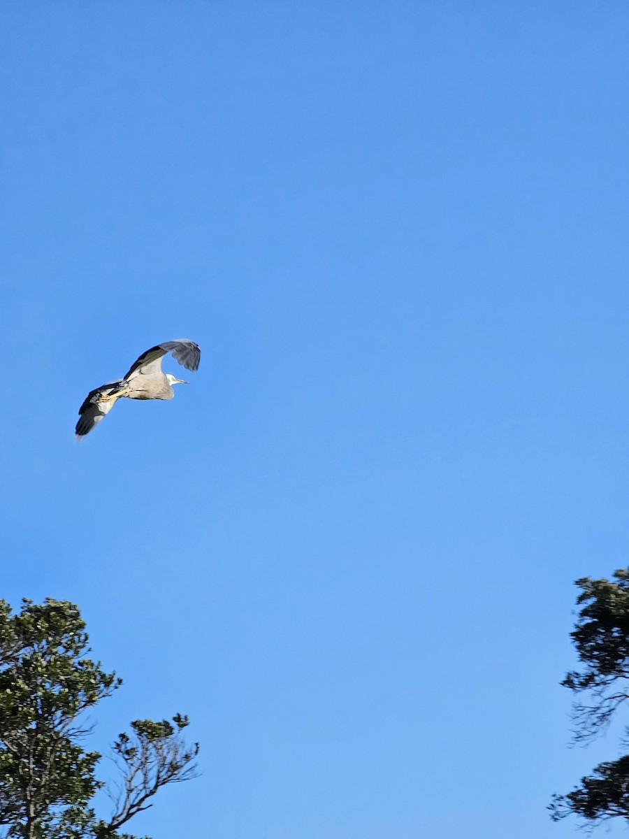 White-faced Heron - ML621598202