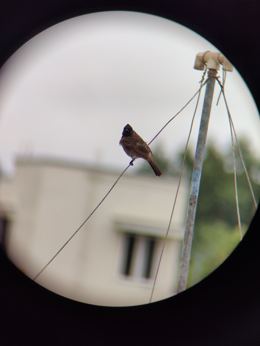 Red-vented Bulbul - ML621598205