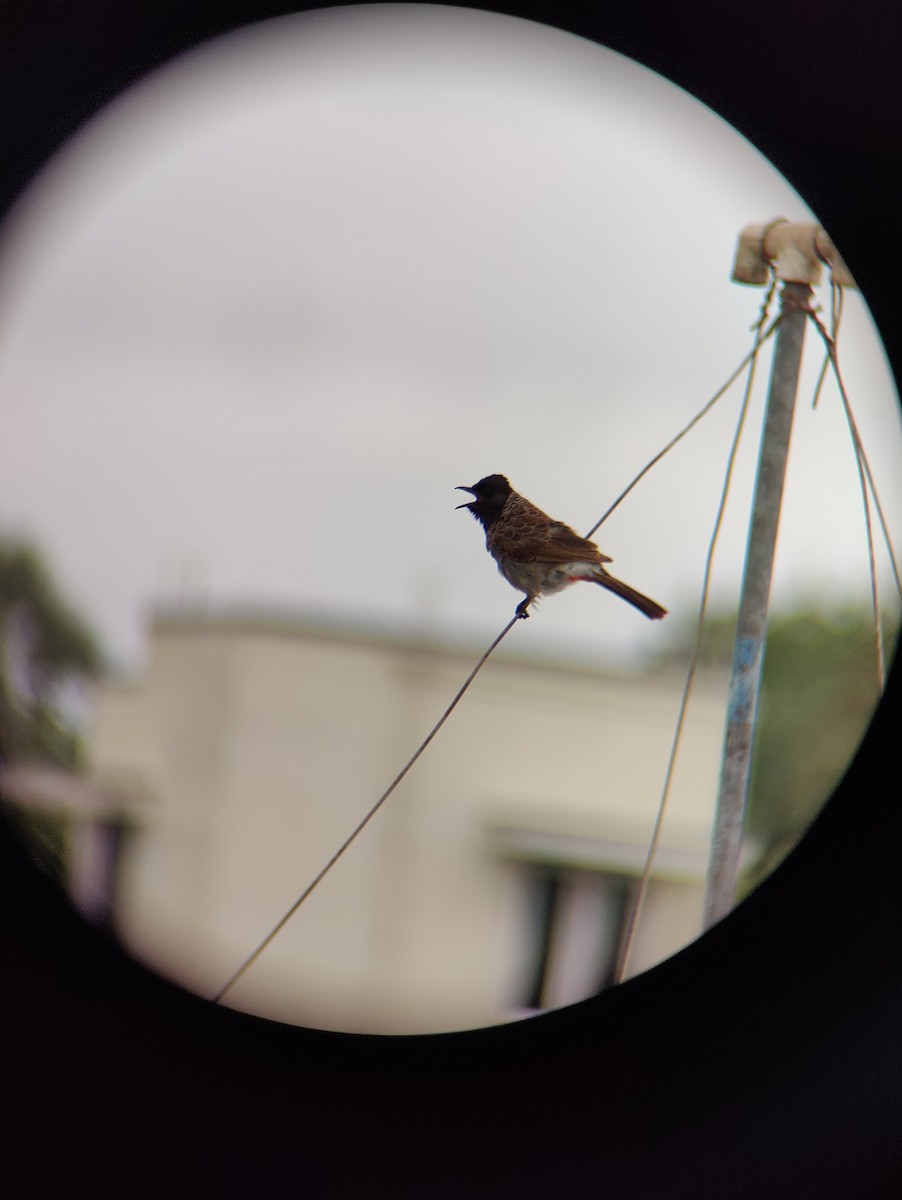 Red-vented Bulbul - Adhis Hariharadas