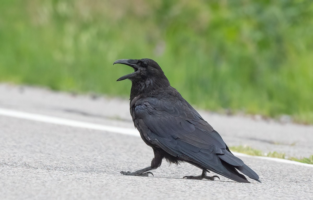 Common Raven - ML621598209