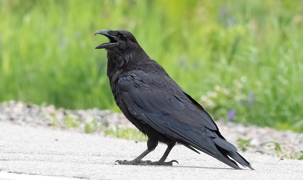 Common Raven - ML621598210