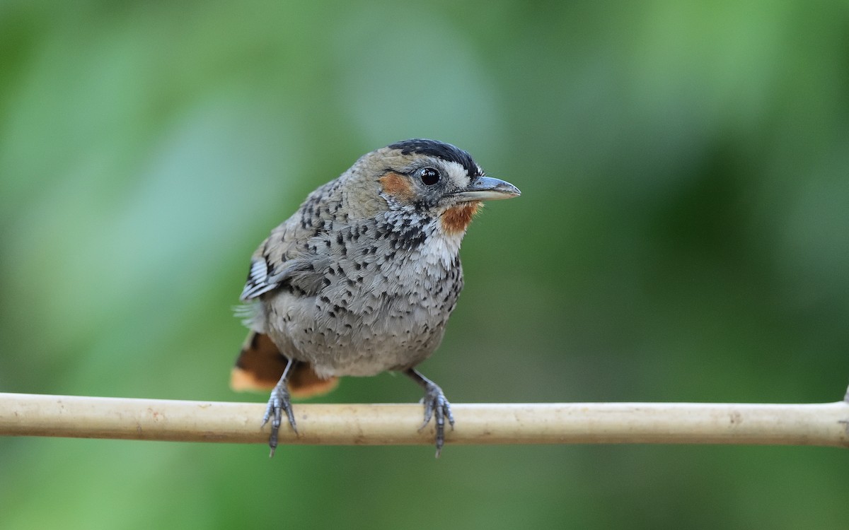 Rufous-chinned Laughingthrush - ML621598213