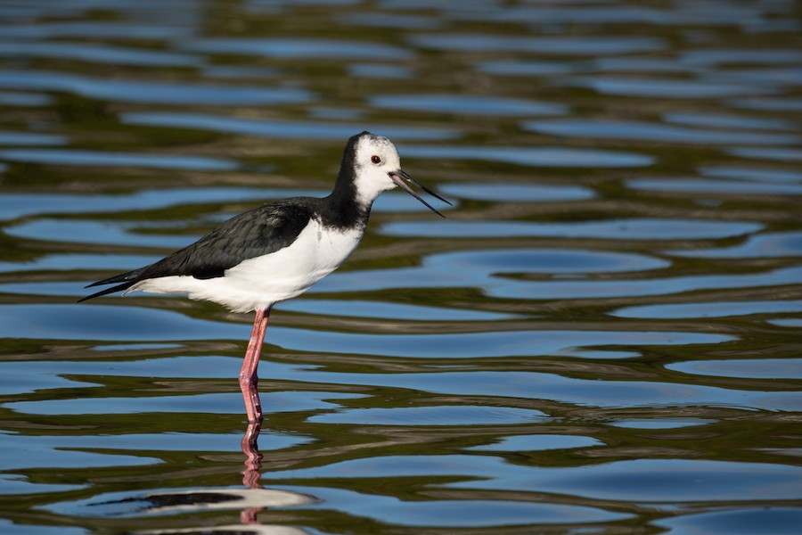 Pied x Black Stilt (hybrid) - eBird