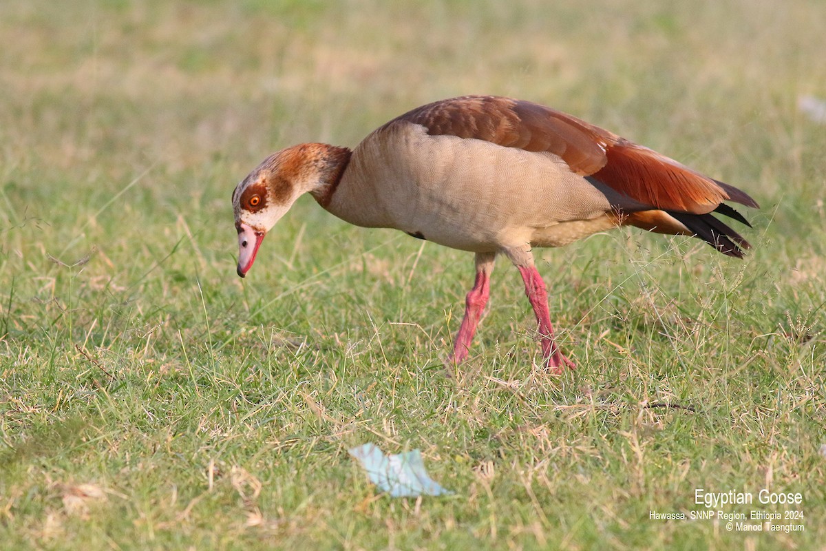 Nilgans - ML621598288