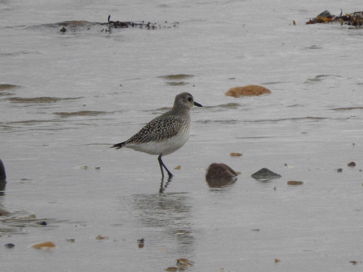 Black-bellied Plover - ML621598293