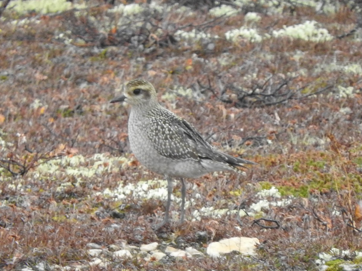 American Golden-Plover - ML621598297