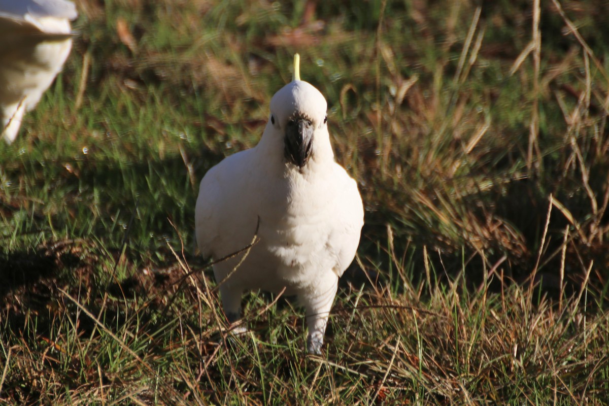 Sulphur-crested Cockatoo - ML621598350