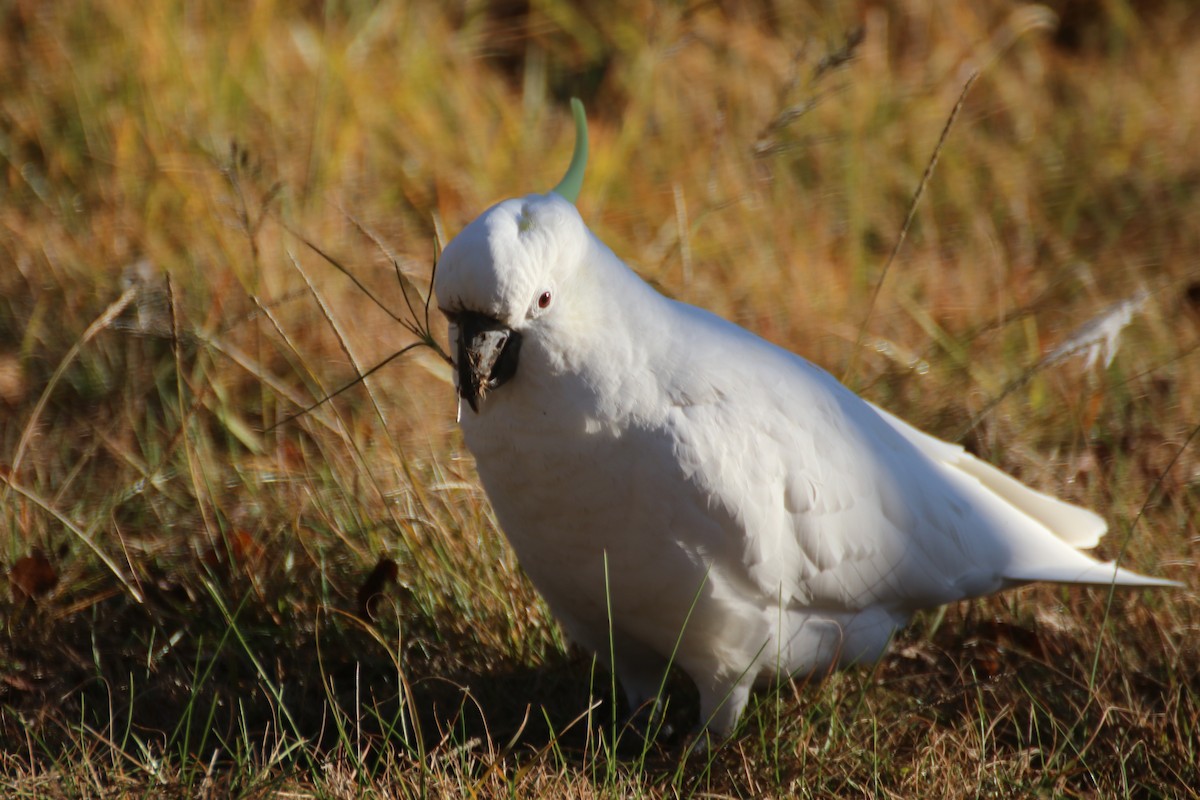 Sulphur-crested Cockatoo - ML621598351