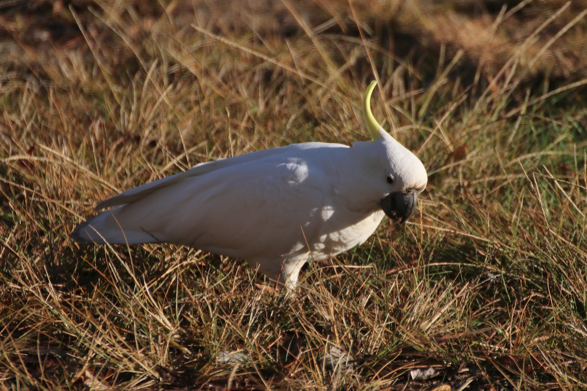 Sulphur-crested Cockatoo - ML621598352