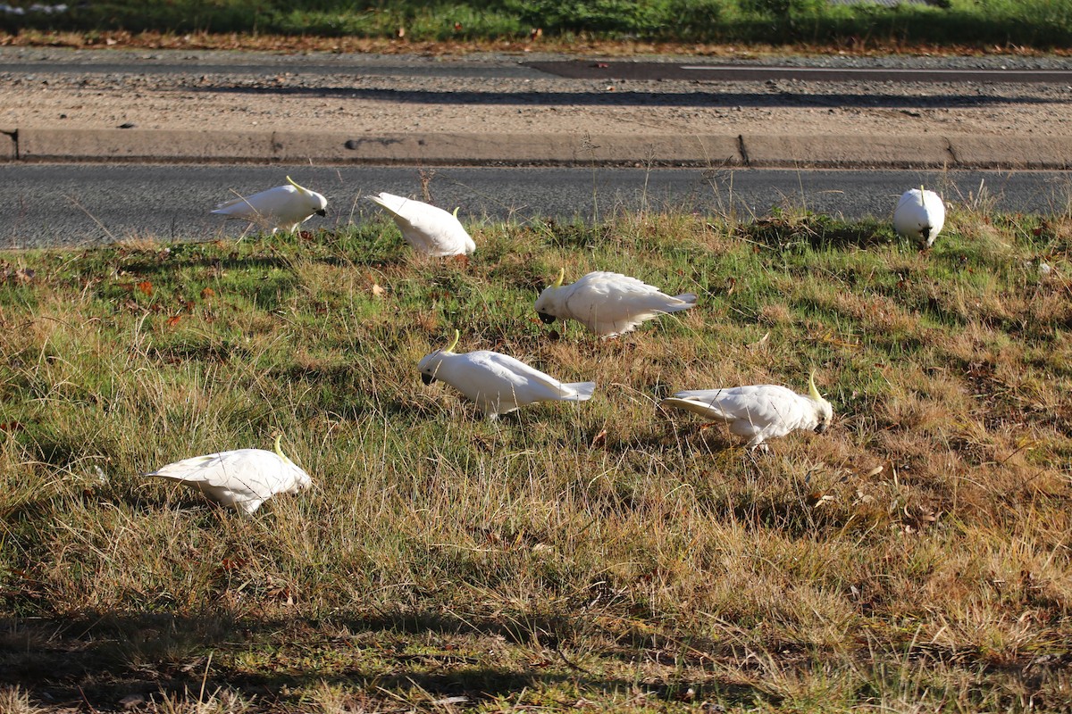 Sulphur-crested Cockatoo - ML621598353