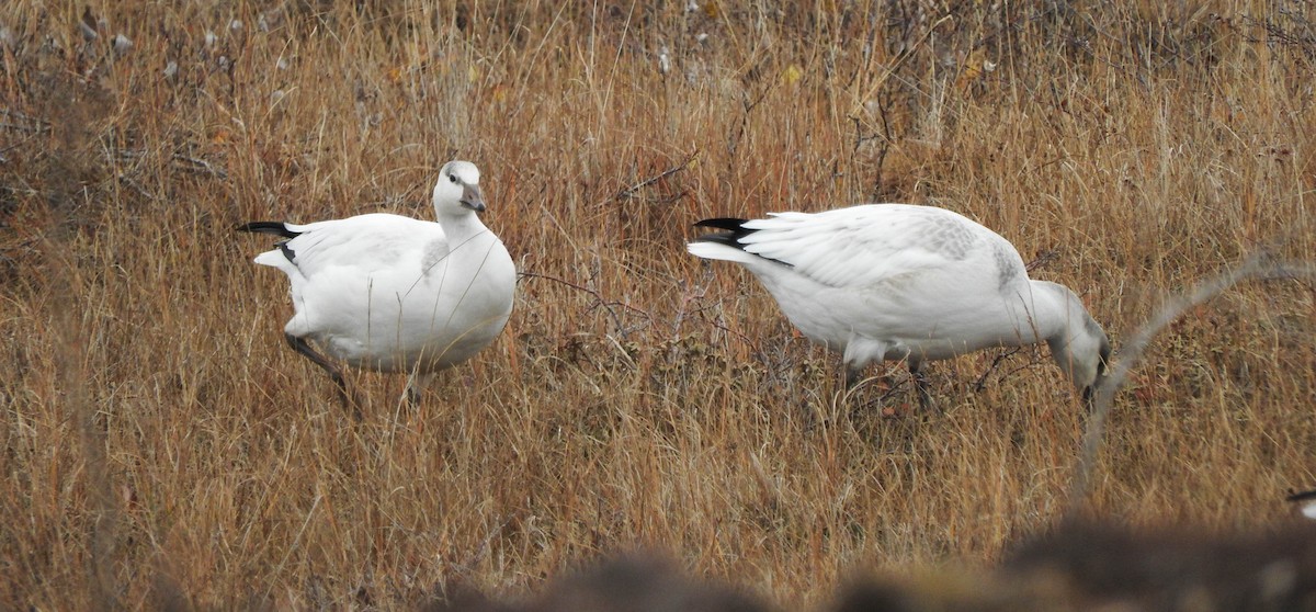 Ross's Goose - ML621598355