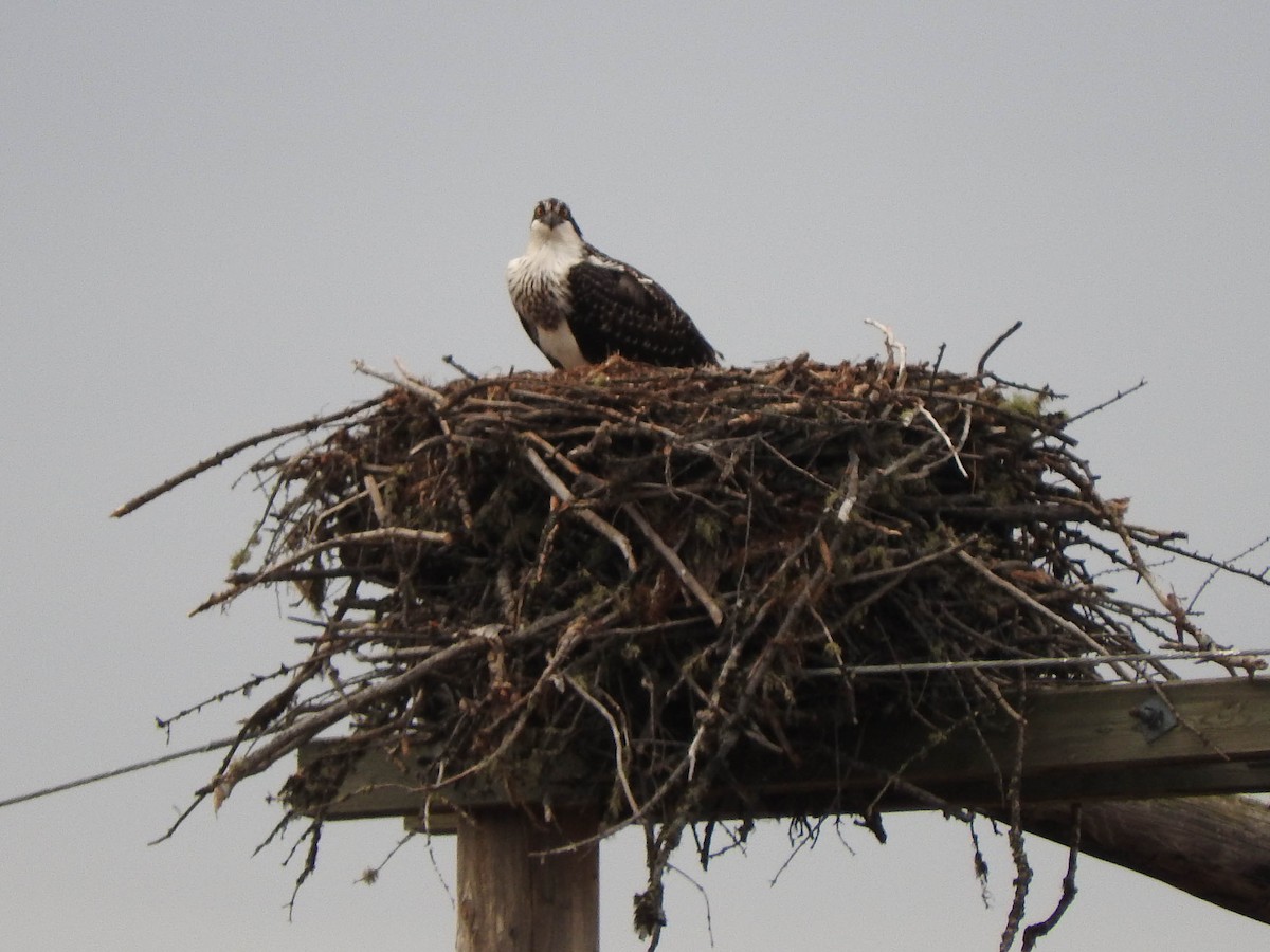 Osprey - France Desbiens