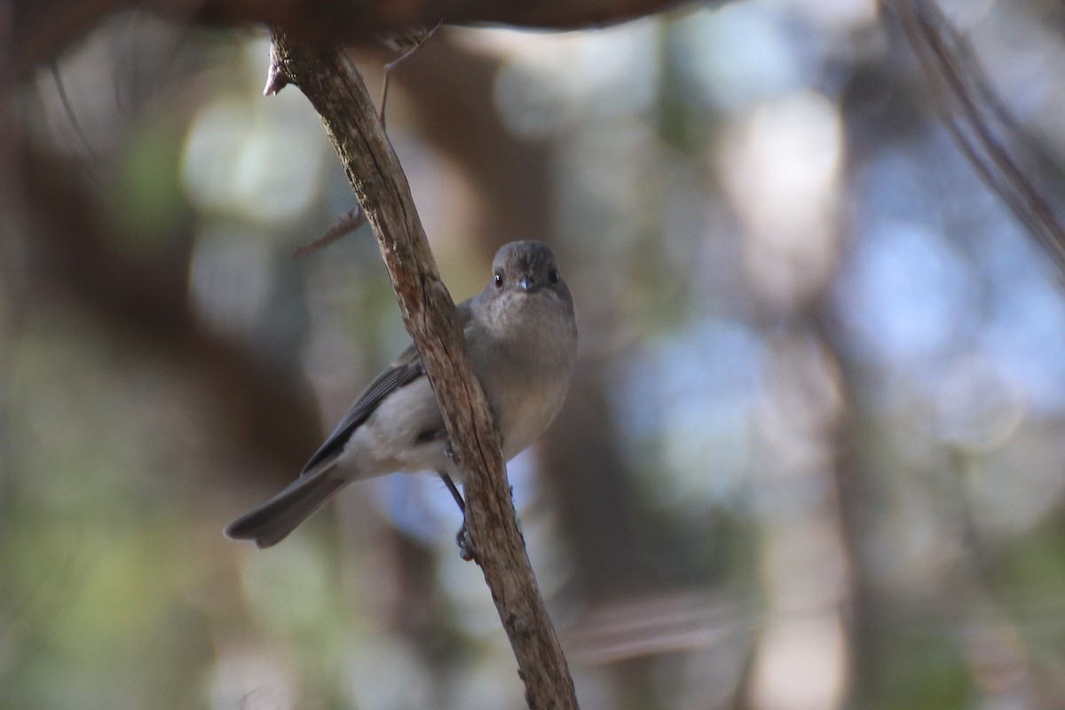 Golden Whistler - ML621598375