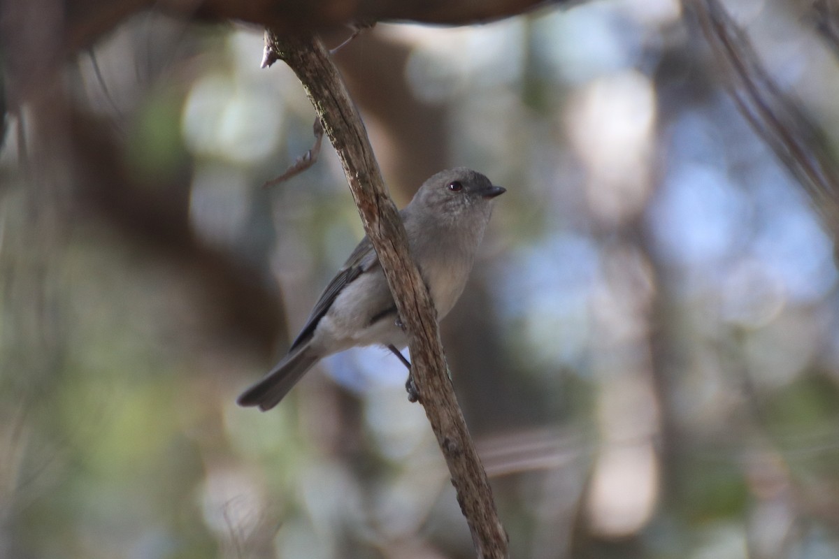 Golden Whistler - ML621598376