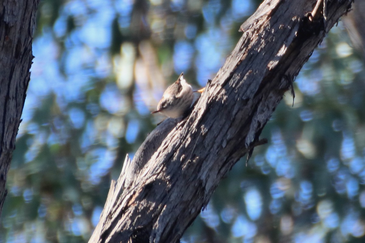 Varied Sittella (Orange-winged) - ML621598413