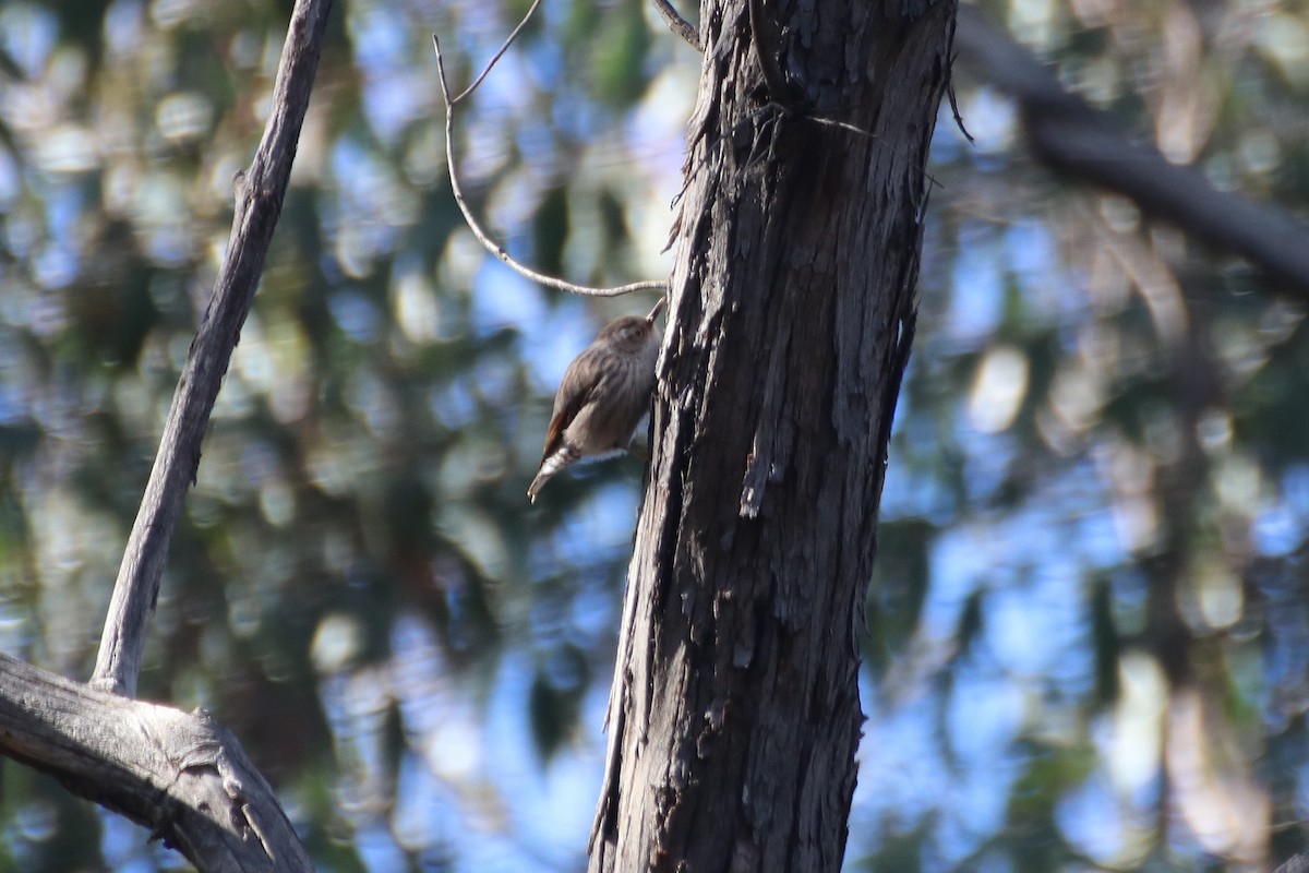 Varied Sittella (Orange-winged) - ML621598414