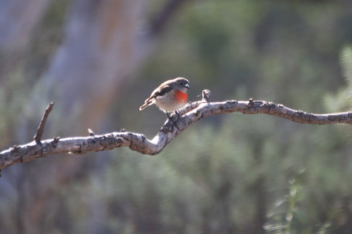 Scarlet Robin (Scarlet) - ML621598419