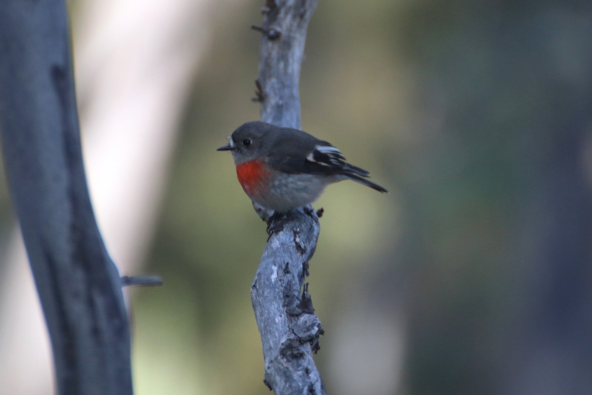 Scarlet Robin (Scarlet) - ML621598430