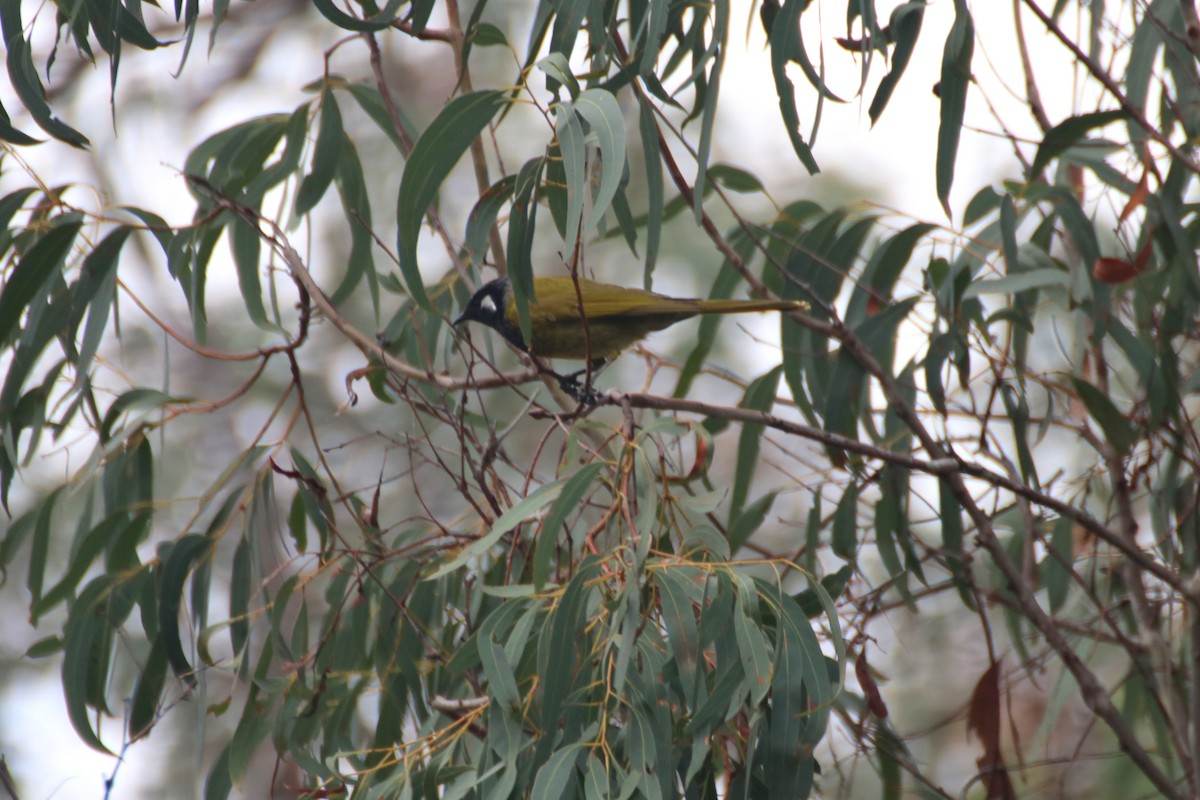 White-eared Honeyeater - ML621598439