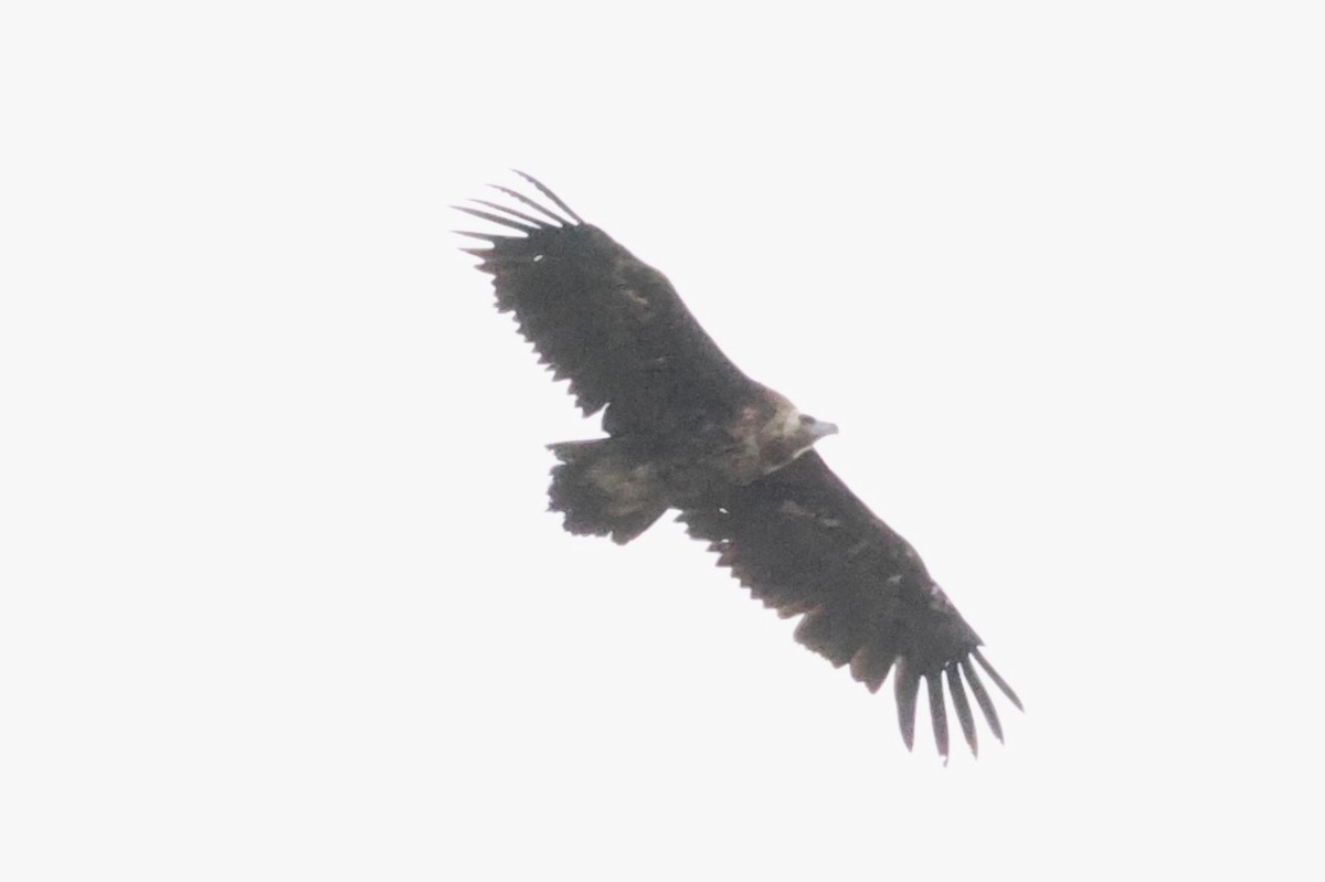 Cinereous Vulture - ML621598453