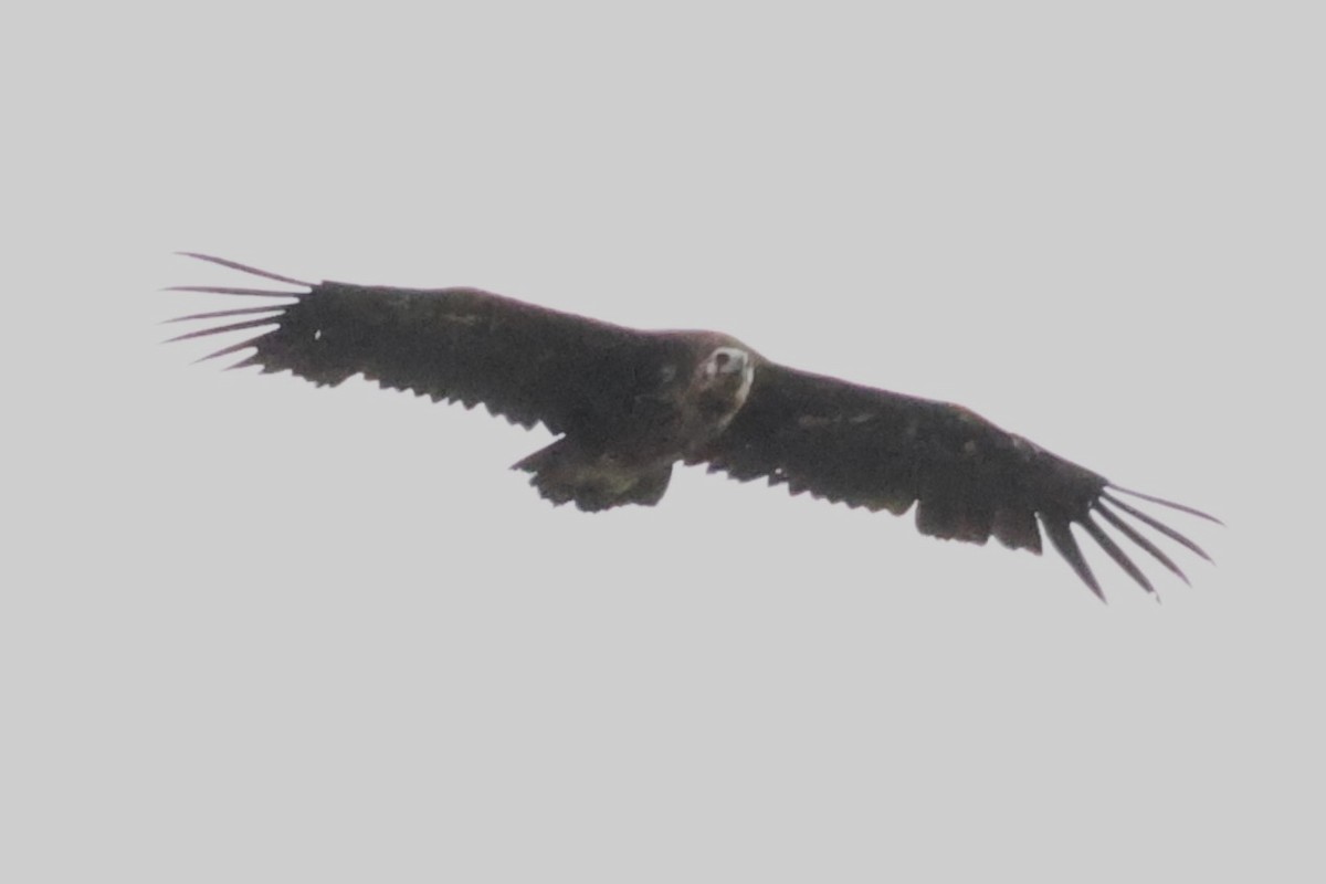Cinereous Vulture - ML621598455
