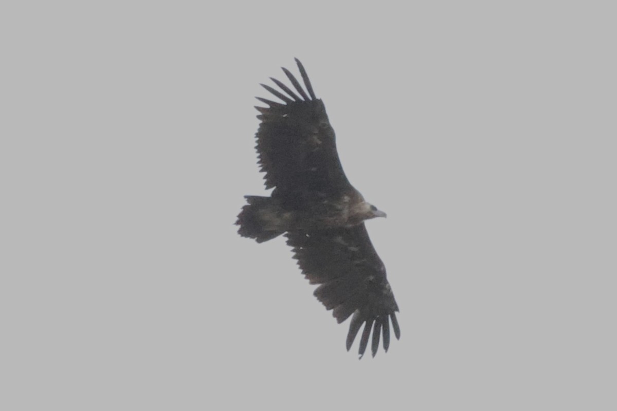 Cinereous Vulture - ML621598463